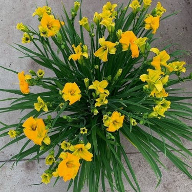 Daylily 'See You Tomorrow' (Hemerocallis) by Firefly Farm & Mercantile
